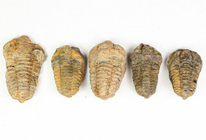 1 1/2 to 2" Calymene Trilobite Fossils - Photo 1